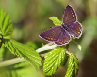 okgzl Mavi (Polyommatus icarus)