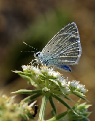 ? Agro Tr (Tanmsz) (Agrodiaetus sp.)