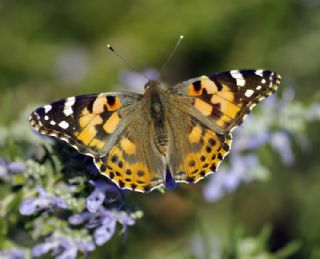 Diken Kelebei (Vanessa cardui)