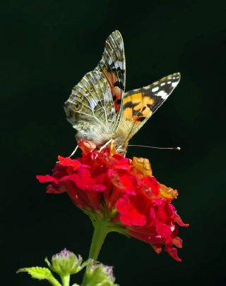 Diken Kelebei (Vanessa cardui)