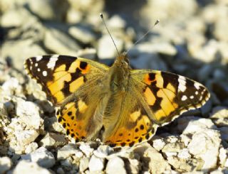 Diken Kelebei (Vanessa cardui)