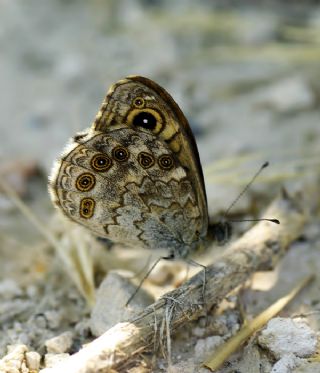 Kk Esmerboncuk (Lasiommata megera)