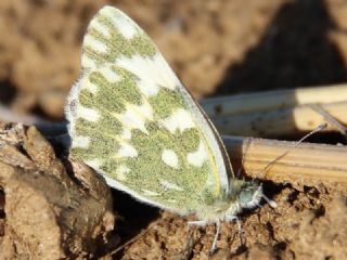 Yeni Beneklimelek (Pontia edusa)