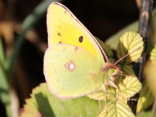 Sar Azamet (Colias croceus)