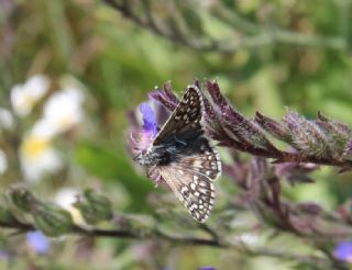 Sar Bandl Zpzp (Pyrgus sidae)