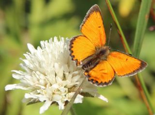 Ate Bakr Gzeli (Lycaena candens)