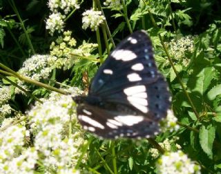 Akdeniz Hanmeli Kelebei (Limenitis reducta)