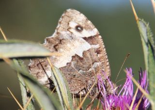 Kara Murat (Brintesia  circe)