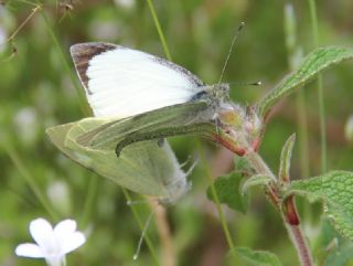 Byk Beyazmelek  (Pieris brassicae)