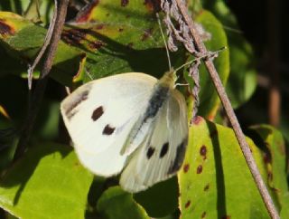 Kk Beyazmelek (Pieris rapae)