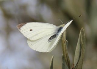 Kk Beyazmelek (Pieris rapae)