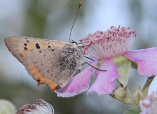 Benekli Bakr Gzeli (Lycaena phlaeas)