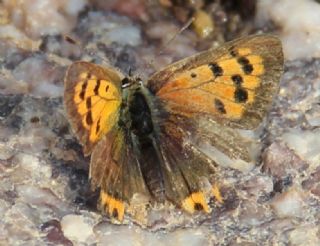 Benekli Bakr Gzeli (Lycaena phlaeas)