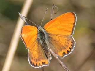 Kk Ate Gzeli (Lycaena thersamon)