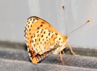 Benekli parhan (Melitaea didyma)