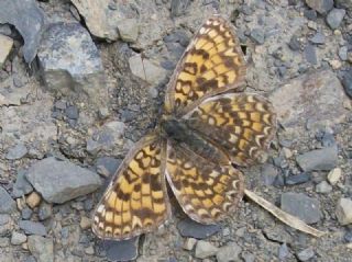 Benekli Byk parhan (Melitaea phoebe)