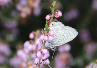 Mavi Zebra (Leptotes pirithous)