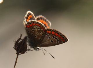 okgzl Esmer (Aricia agestis)