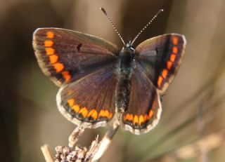 okgzl Esmer (Aricia agestis)