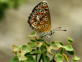 okgzl Esmer (Aricia agestis)