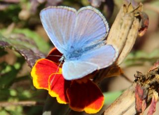 okgzl Mavi (Polyommatus icarus)