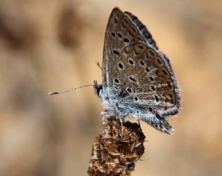 okgzl Meneke Mavisi (Polyommatus thersites)