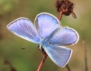 okgzl Mavi (Polyommatus icarus)