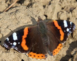 Atalanta (Vanessa atalanta)