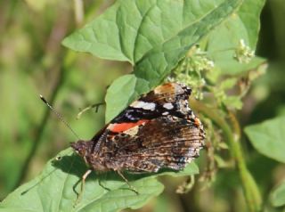 Atalanta (Vanessa atalanta)