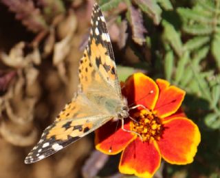 Diken Kelebei (Vanessa cardui)