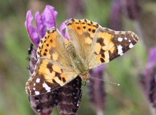 Diken Kelebei (Vanessa cardui)