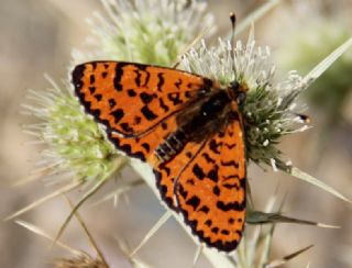 Benekli parhan (Melitaea didyma)