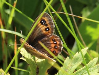 sko Gzelesmeri (Erebia aethiops)