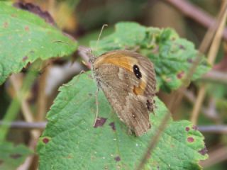 Pironiya (Pyronia tithonus)