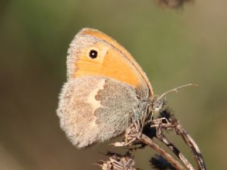 Kk Zpzp Perisi (Coenonympha pamphilus)