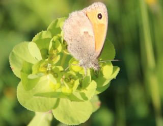 Kk Zpzp Perisi (Coenonympha pamphilus)