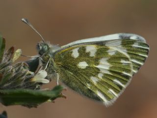 Yeni Beneklimelek (Pontia edusa)