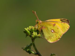 Sar Azamet (Colias croceus)