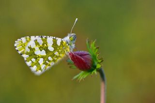 Da Oykls (Euchloe ausonia)