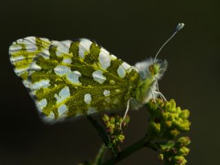 Da Oykls (Euchloe ausonia)