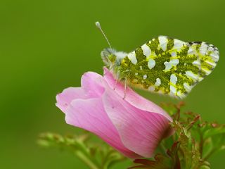 Da Oykls (Euchloe ausonia)