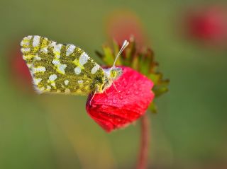 Da Oykls (Euchloe ausonia)