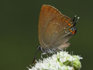 Byk Sevbeni (Satyrium ilicis)