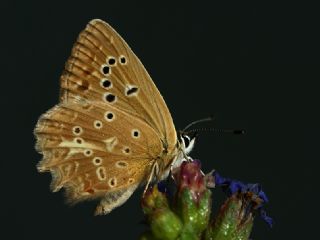 okgzl Dafnis (Polyommatus daphnis)