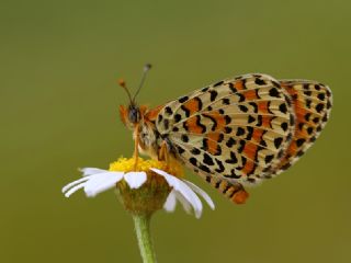 Gzel parhan (Melitaea trivia)