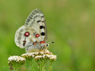 Apollo (Parnassius apollo)