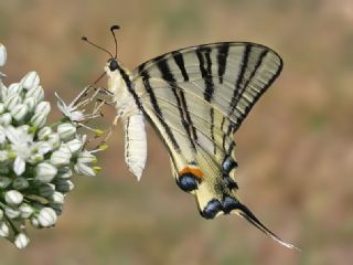 Erik Krlangkuyruk (Iphiclides podalirius)