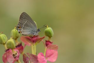 Minik Sevbeni (Satyrium acaciae)