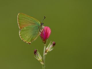 Zümrüt (Callophrys rubi)