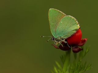 Zmrt (Callophrys rubi)